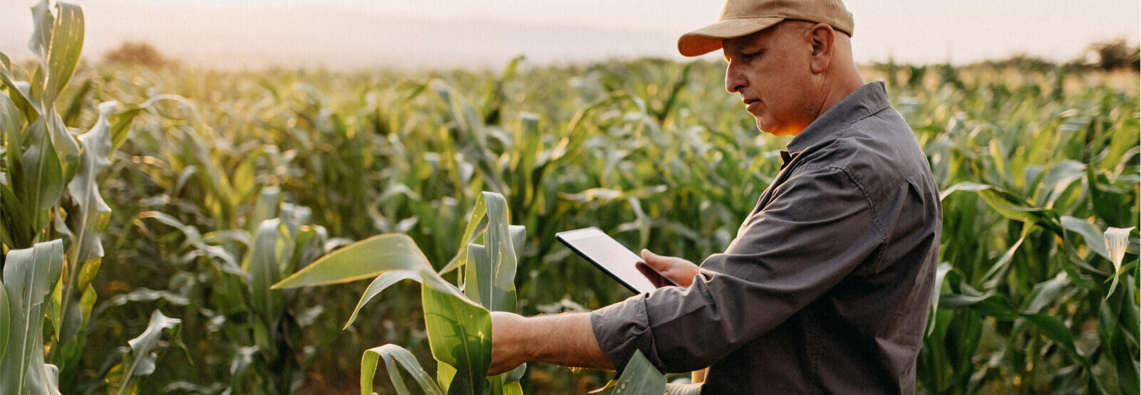 A farmer inspecting tall crops and holding a tablet
