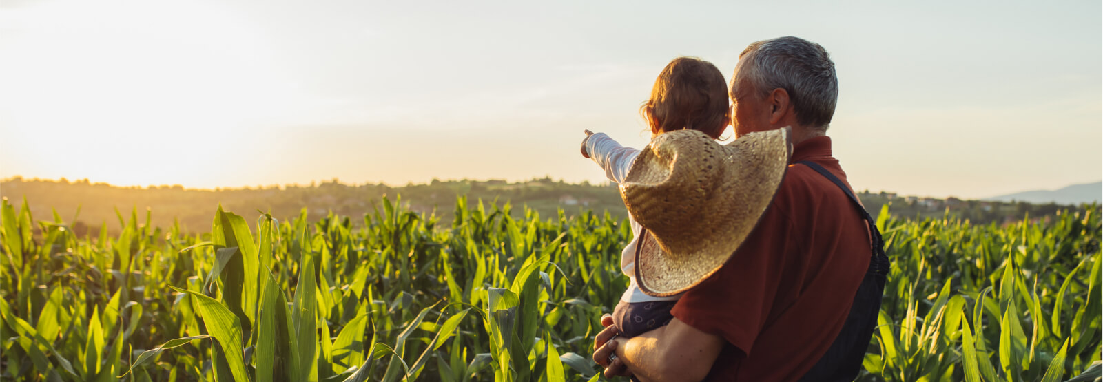 A man holds a toddler while looking out into a field of crops