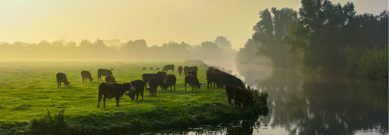 A herd of cattle in a field next to a small body of water