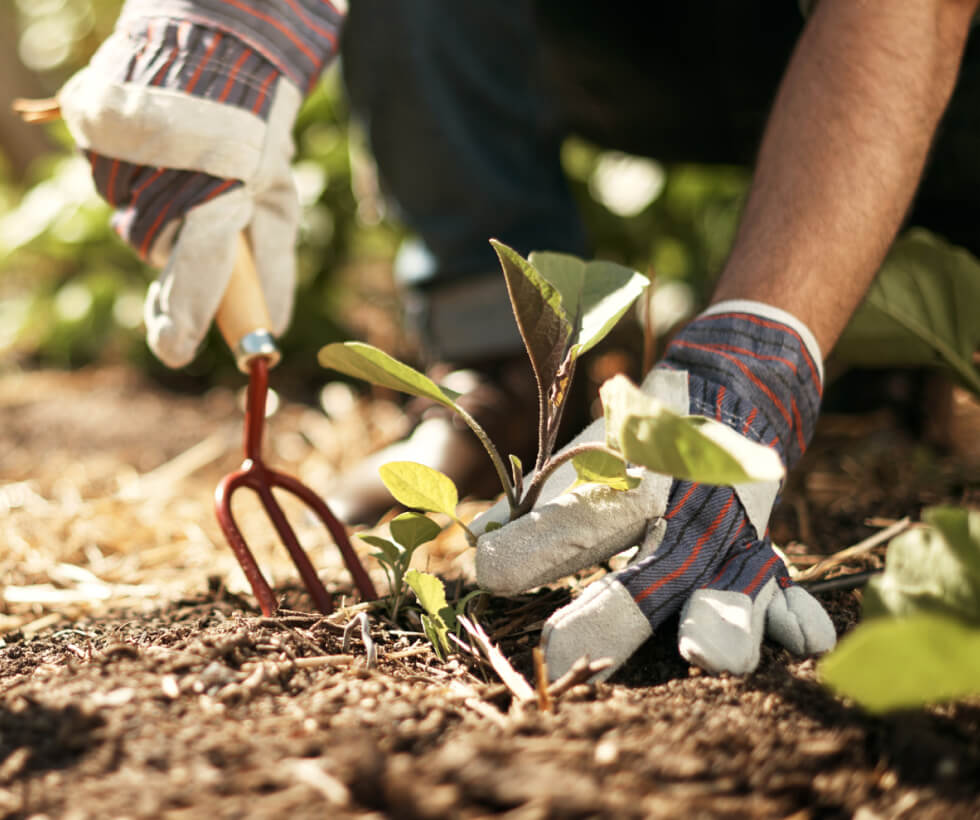 Close up of a person's hands digging in soil and planting a small plant
