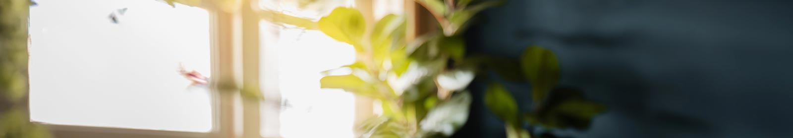 sunlight overlooking house plants