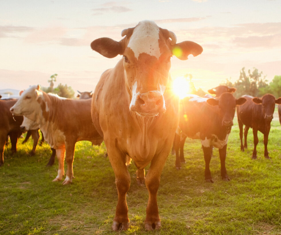 A cow facing close to the camera while other cows stand in the background